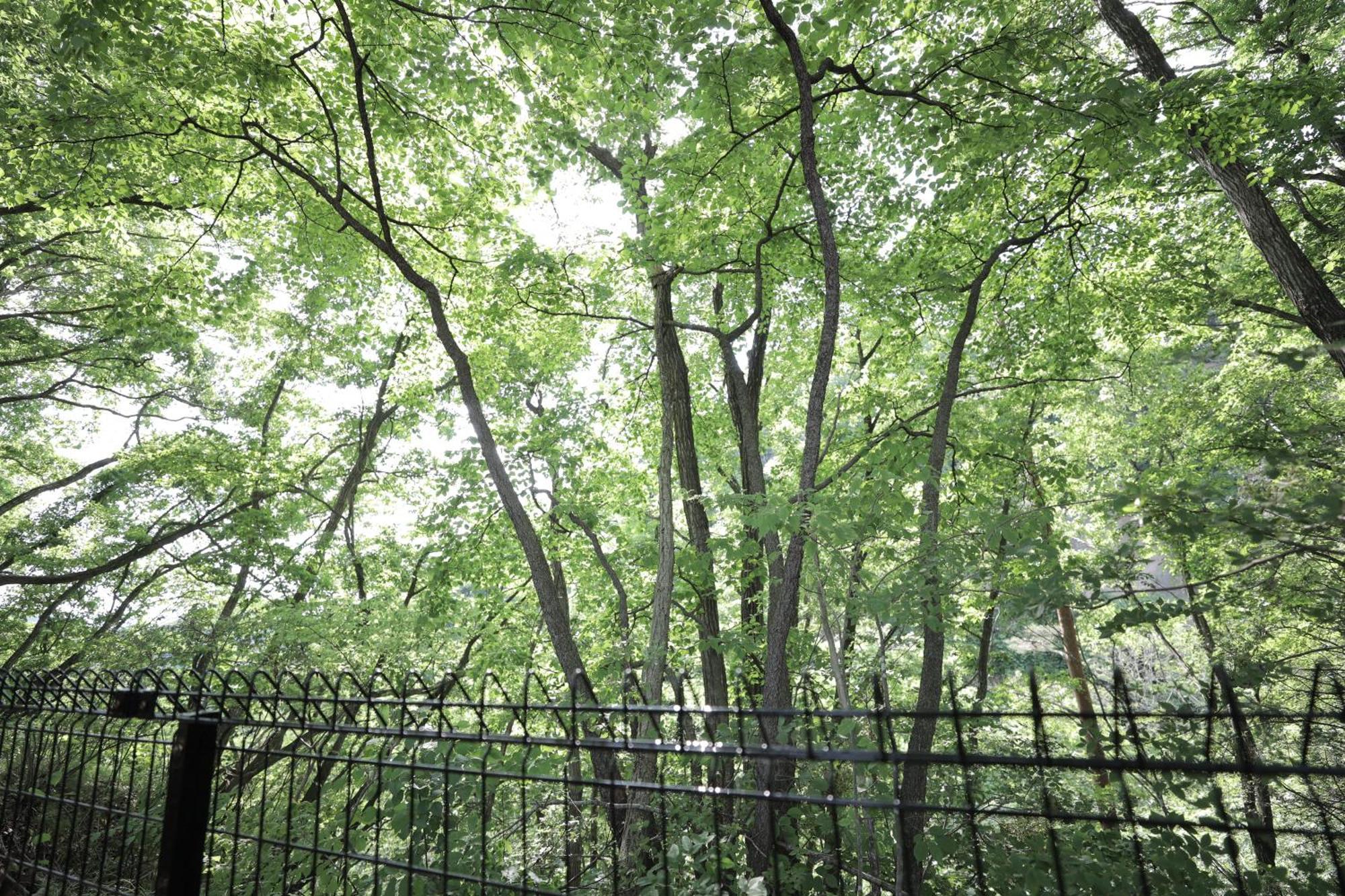 Sauna Forest Cabin 軽井沢 御代田　Mori-Asobi Oiwake Buitenkant foto